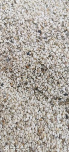 Natural Dried Sesame Seeds, Packaging Size : 25kg 3-6%mac