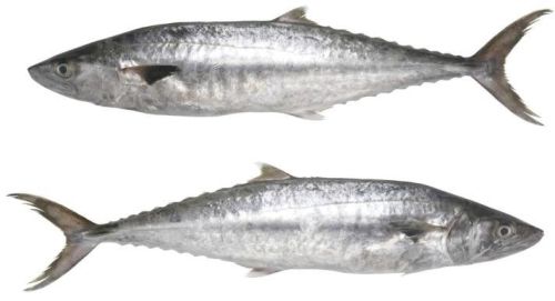 Surmai Fish, For Cooking, Making Medicine, Style : Fresh