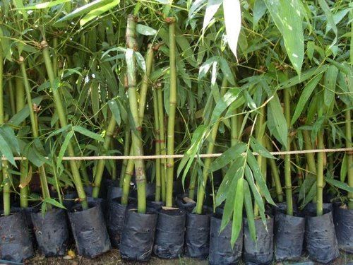 Natural-green Organic Bambusa Vulgaris Plant