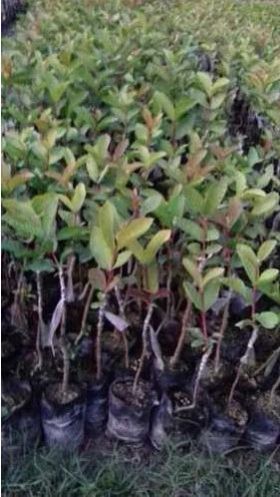 Green Organic Guava Plant, For Farming, Packaging Type : PP Polybag