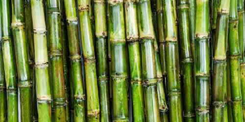 Natural Sugarcane, Feature : Sweet