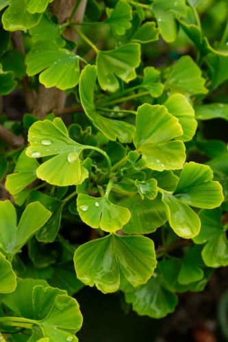 Ginko, For Medicine, Beauty