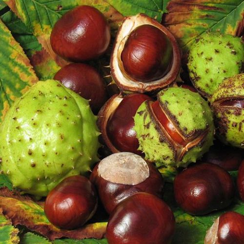 Horse Chestnut Extract