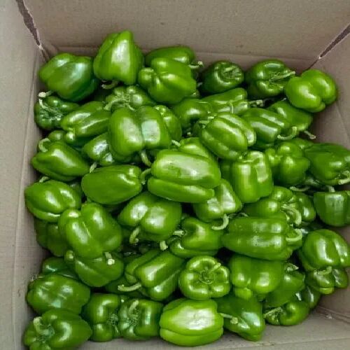 Fresh Green Capsicum
