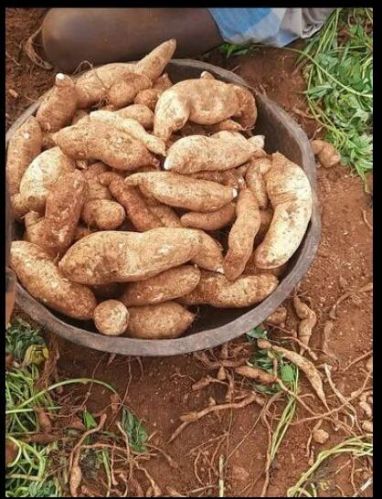 Sweet Potato, For Cooking, Snacks, Packaging Type : Gunny Bags, Net Bag