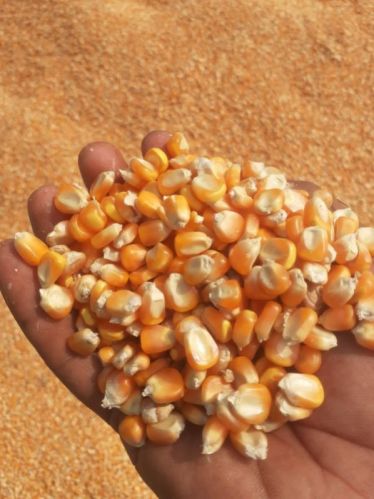 Common Yellow Maize, Style : Dried, Fresh