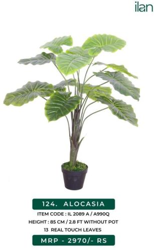 Plastic ALOCASIA, Size : Multisizes