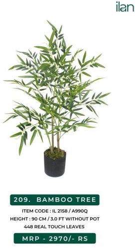 2158 Bamboo Tree Plants, Size : 3 FT