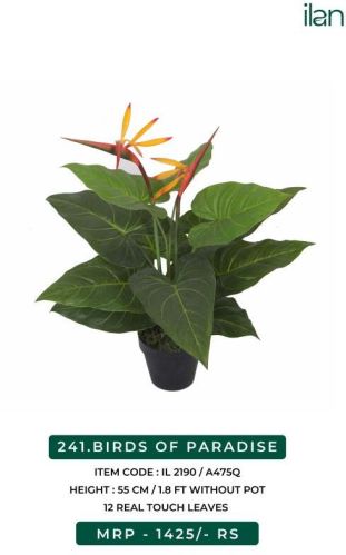 BIRDS OF PARADISE, Feature : Easy Washable