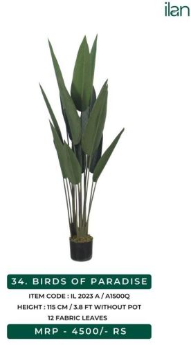 Birds Of Paradise 2023 A Plant, Size : 3.8 FT