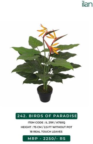 Birds Of Paradise Plant, Size : 2.5 FT
