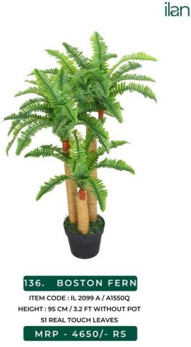 BOSTON FERN, Size : 3.2 FT