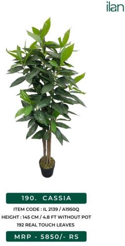 Cassia 2139 Artificial Cassia Plant, Size : 4.8 FT