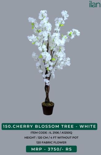 CHERRY BLOSSOM TREE - WHITE, Size : 4 FT