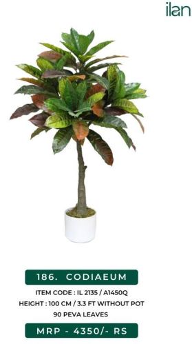 Codiaeum Plant, Size : 3.3 FT