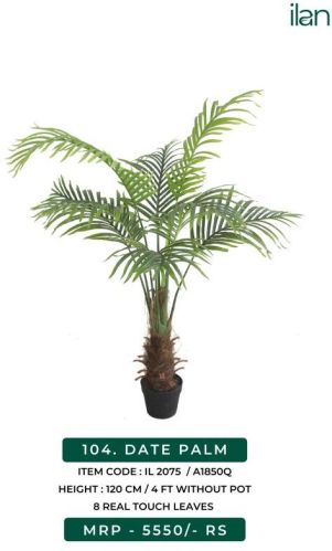 DATE PALM, Size : 4 FT