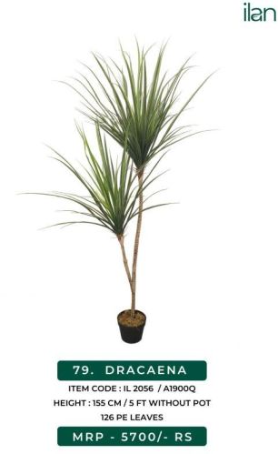 Dracaena 2056 Artificial Plant, Feature : Easy Washable
