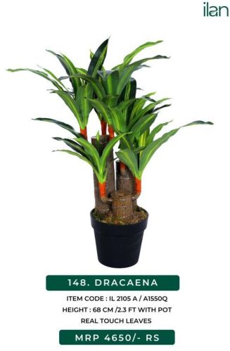 Dracaena 2105 A Artificial Plant, Size : 2.3 FT