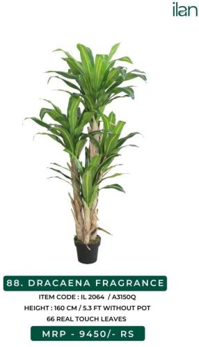 Dracaena Fragrance Artificial Plant, Size : 5.3 FT