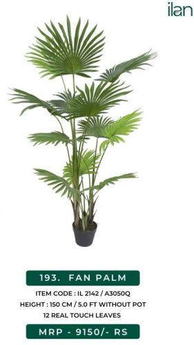 Fan Palm 2142 Decorative Plants, Size : 5 FT