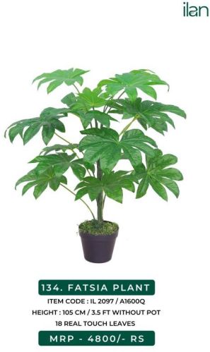 FATSIA PLANT, Size : 3.5 FT