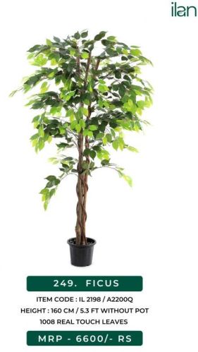 ILAN FICUS Artificial Plants, Feature : Easy Washable