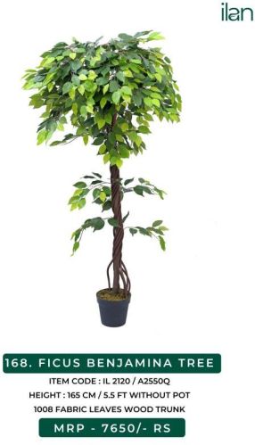 FICUS BENJAMINA TREE, Size : 5.5 FT