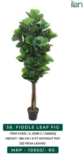 Fiddle Leaf Fig 2038 C Plant, Size : 6 FT