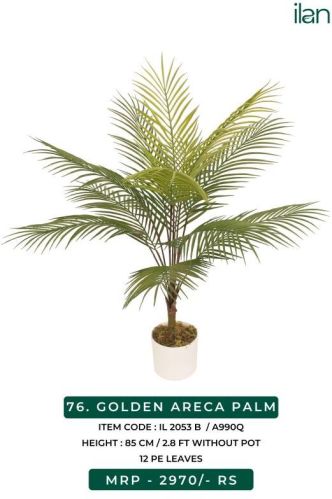 GOLDEN ARECA PALM, Size : 2.8 FT