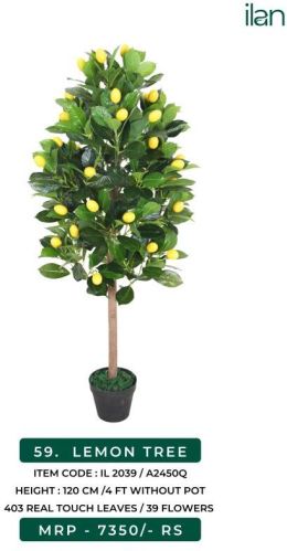 LEMON TREE, Size : 4 FT