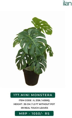 Mini Monstera 2126 Artificial Plants, Feature : Easy Washable