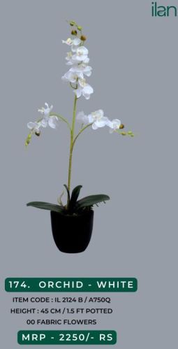 Orchid - White 2124 B Decorative Plant