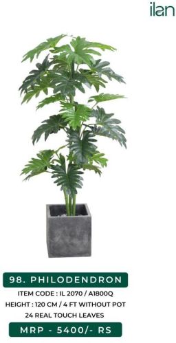 Green PHILODENDRON, Size : 4 FT