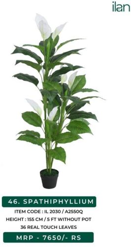 Spathiphyllum Plant, Size : 5 FT