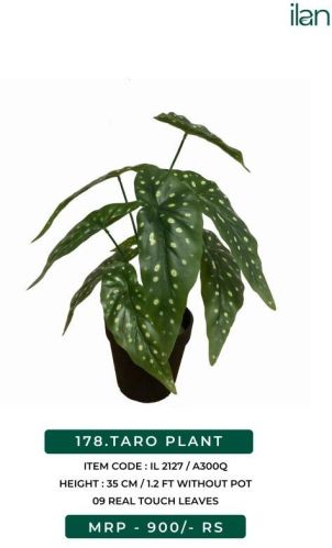 TARO PLANT 2127, Feature : Easy Washable