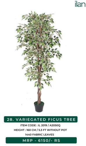 VARIEGATED FICUS TREE, Size : 5.3 FT