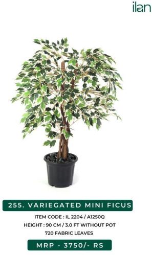 Artificial Variegated Mini Ficus Plant, Size : 3 FT