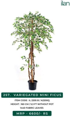 Variegated Mini Ficus 2205 B Plant, Size : 5.3 FT