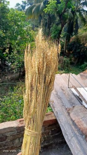 Wheat Grass For Decoration