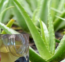 Organic Aloe Vera Oil, For Cosmetic Items, Medicines, Form : Liquid