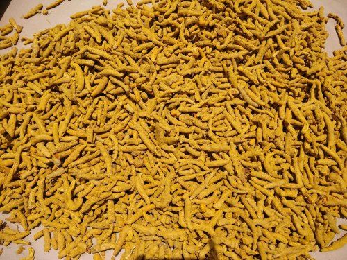 Polished Raw Natural Turmeric Finger, For Cooking, Spices, Food Medicine, Cosmetics, Specialities : Pure