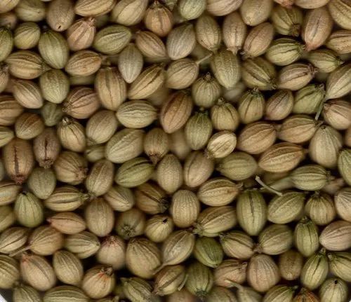Coriander seeds, Packaging Size : 25 kg, Packaging Type : Green