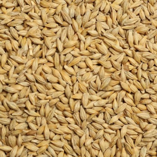 Organic Barley Seeds, Packaging Type : PP Bag