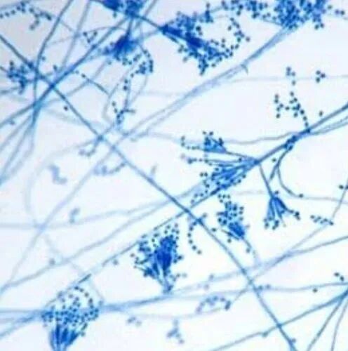 Paecilomyces Lilacinus, Packaging Size : 1kg