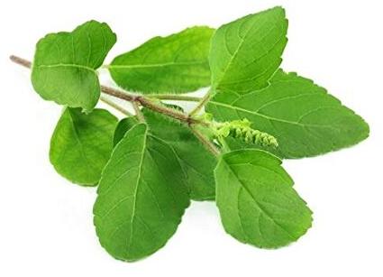 Organic Tulsi Leaves Dry, For Medicinal