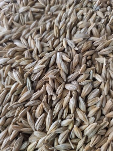 Average Quality Natural Barley, Packaging Size : 50Kg