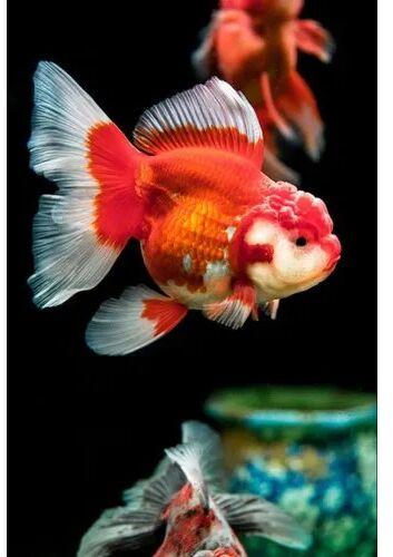 Oranda Goldfish, Size : 2 Inches 3 Inches