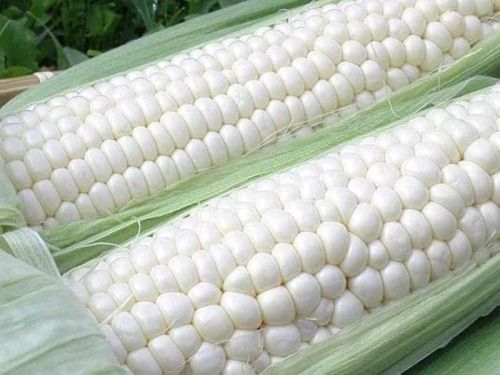 White Corn, For Food Grade Powder, Cooking, Animal Feed, Packaging Type : PP Bag