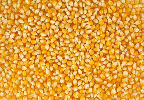 Common Yellow Corn, For Animal Feed, Flour, Cattle Feed, Packaging Type : PP Bag
