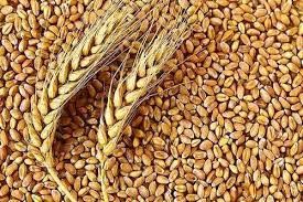 Organic Wheat Seeds, Feature : High In Protein